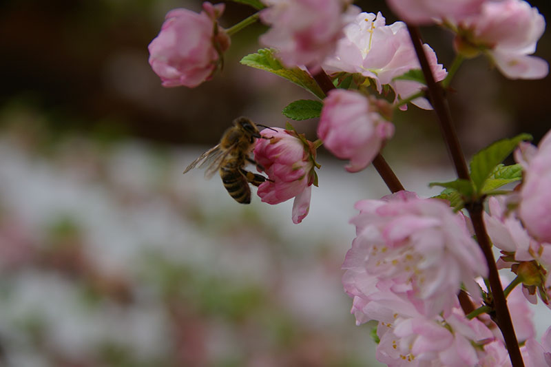 Bienen Honig Pinzgau